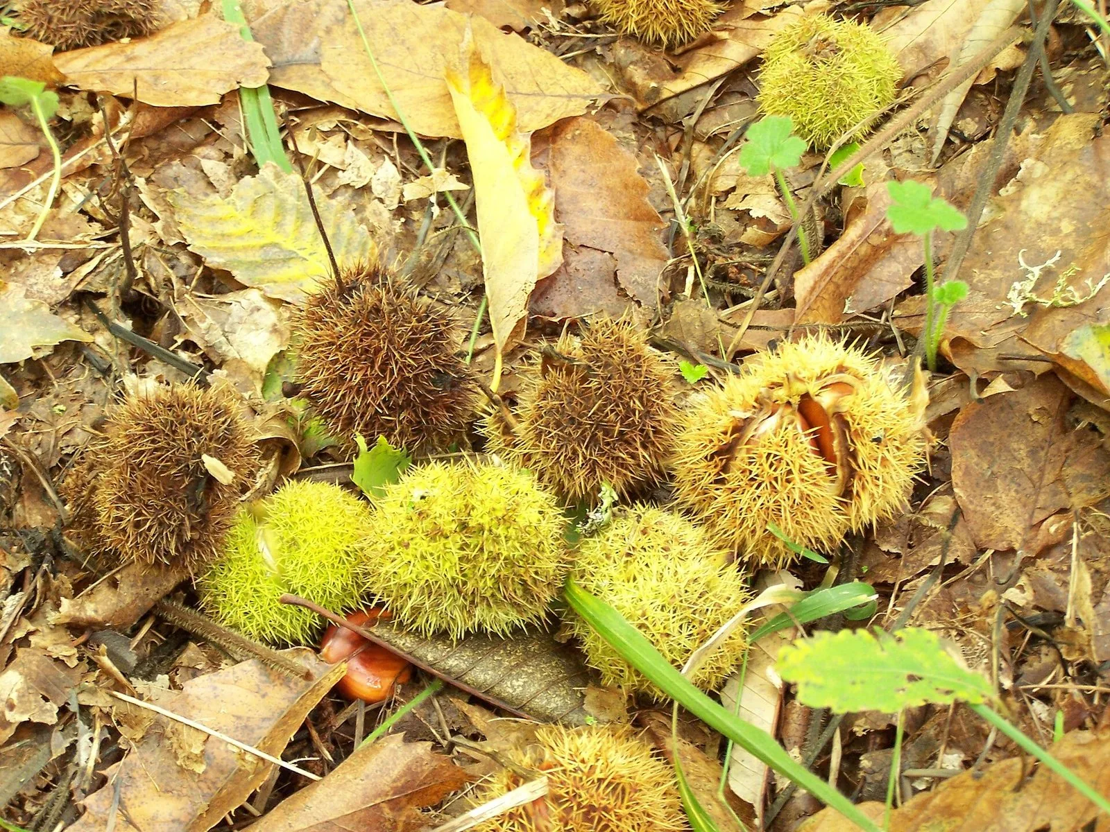 Ricci e castagne sul terreno di un castagneto in autunno